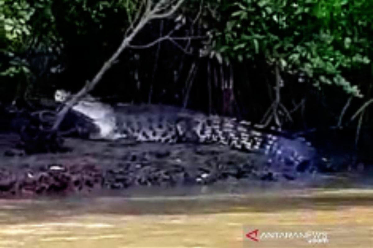 Buaya sepanjang empat meter masuk ke perangkap BKSDA di Aceh Singkil