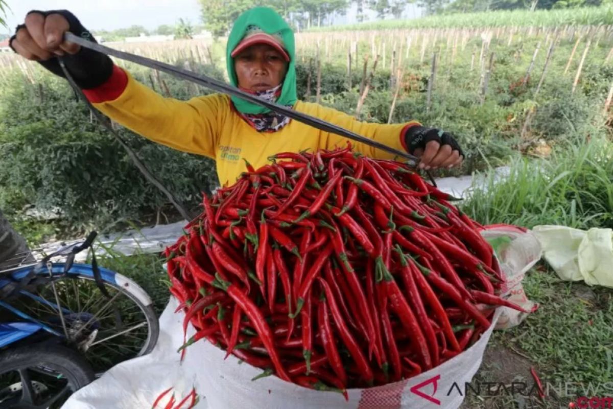 Kementan: bisnis produk hortikultura masih menjanjikan