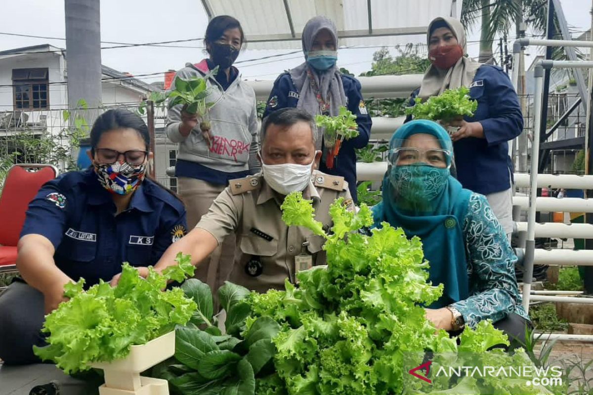 PKK Sunter Agung panen 40 kilogram sayuran