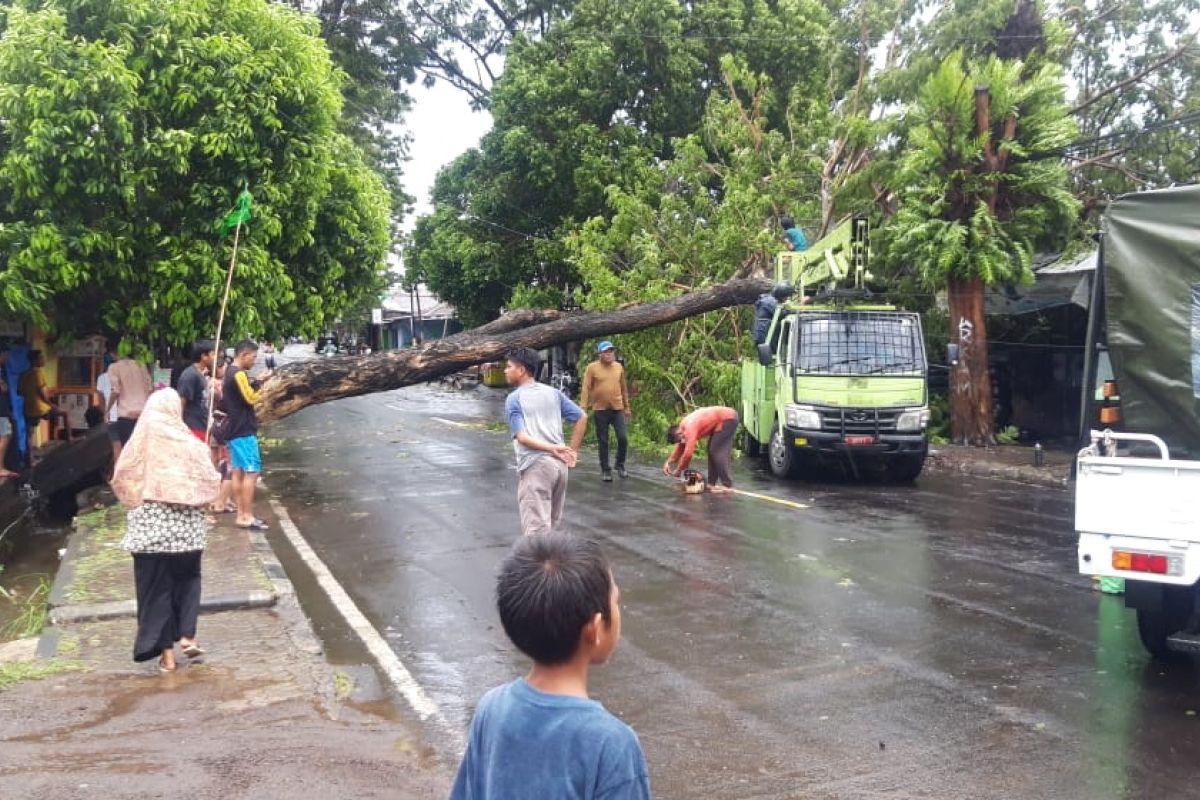 Sejumlah pohon di jalan raya Kota Ternate tumbang akibat angin kencang