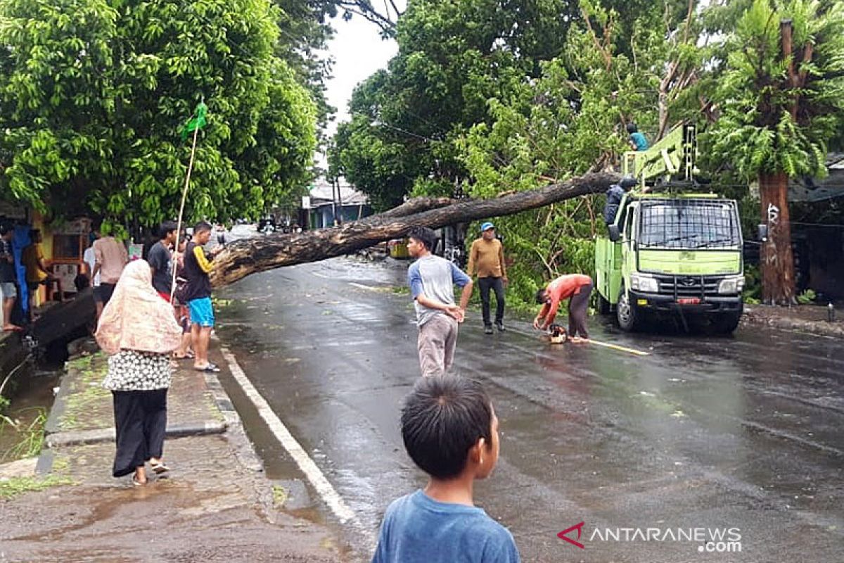 Sejumlah pohon di jalan raya tumbang akibat angin kencang