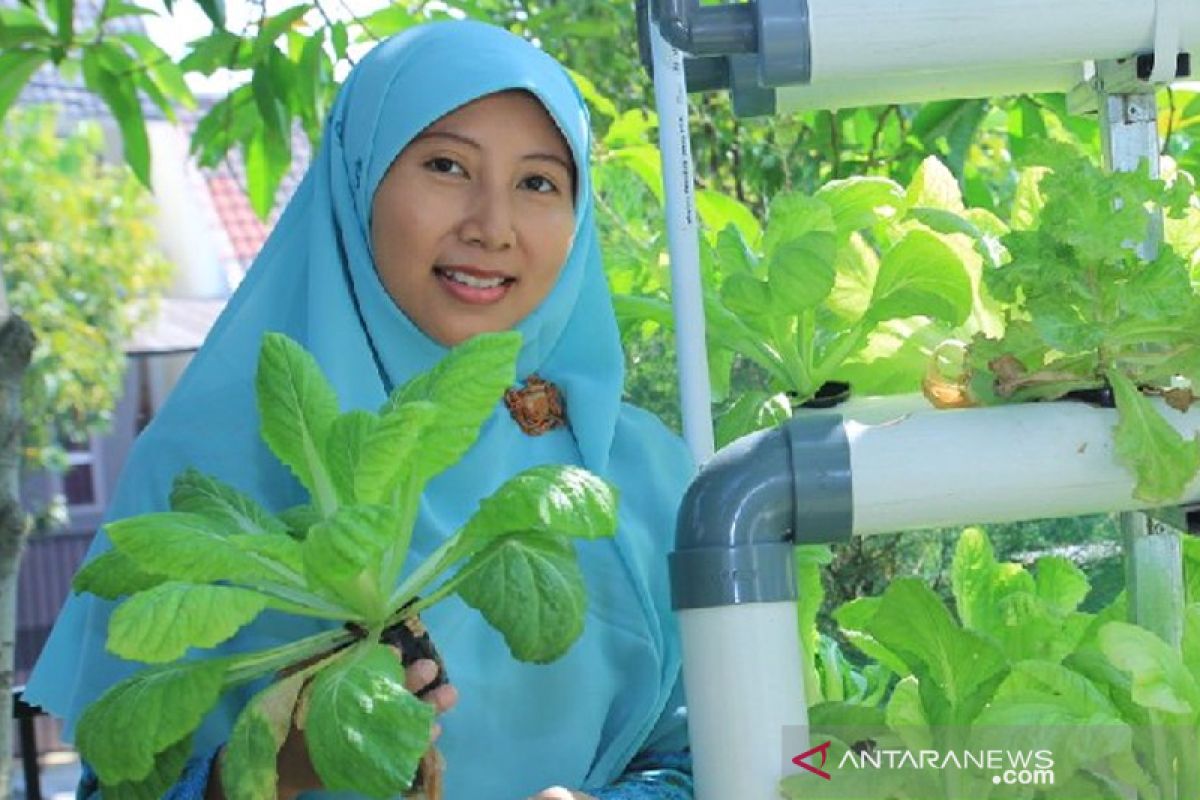 Peneliti: Berkebun urban organik  sembuhkan Bumi