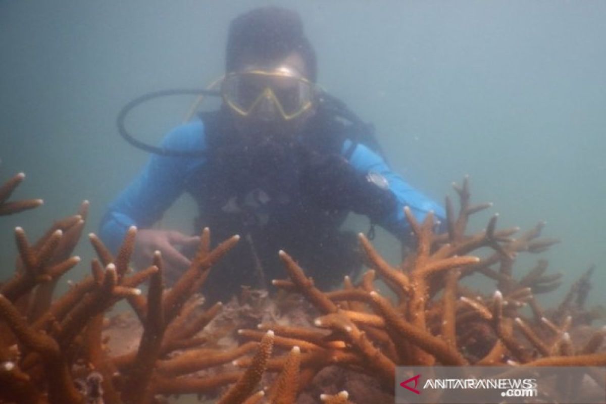 Perbanyak Populasi Cumi Bangka, PT Timah Lakukan Restocking Cumi