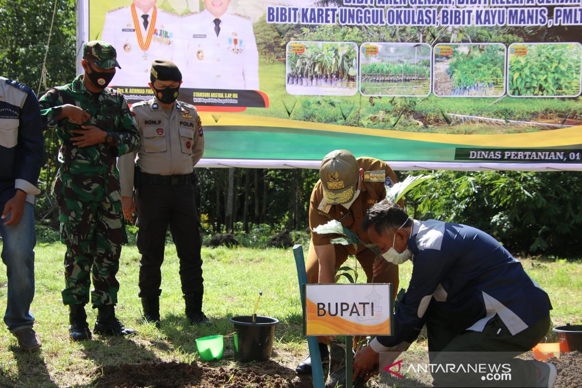 Bupati HSS tanam perdana Aren Genjah di Jambu Hulu, Padang Batung