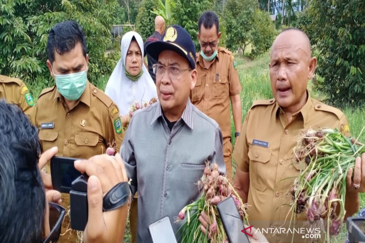 Madina berpotensi penyumbang bawang merah di Sumut