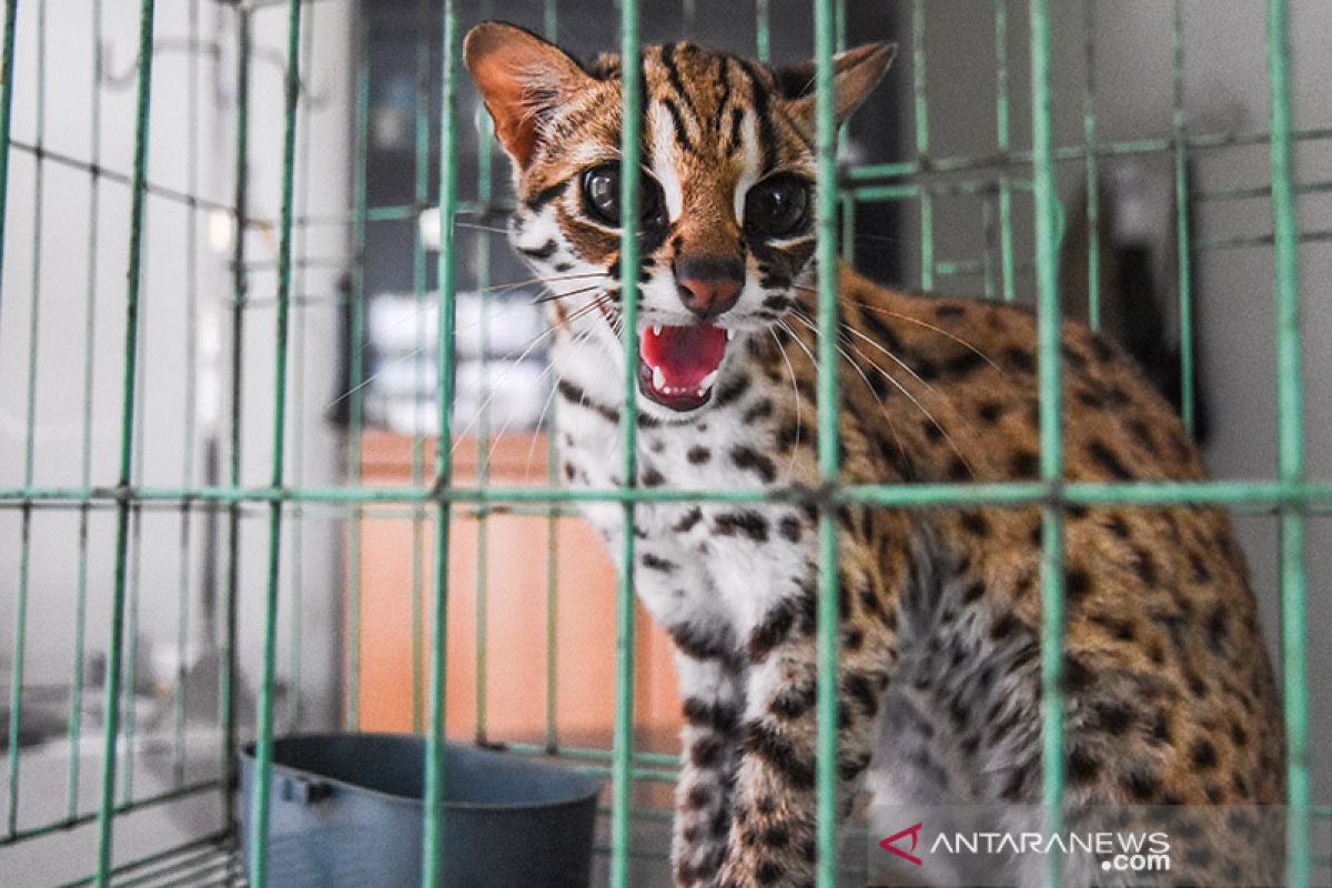 BBKSDA Riau sita kucing hutan dan musang dari tempat hiburan