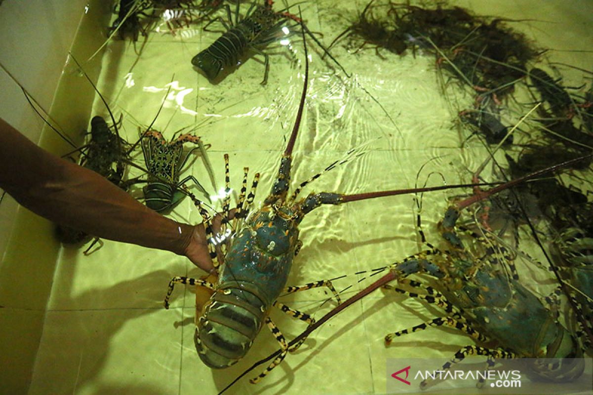 Puluhan ribu benih lobster hasil sitaan dilepasliarkan