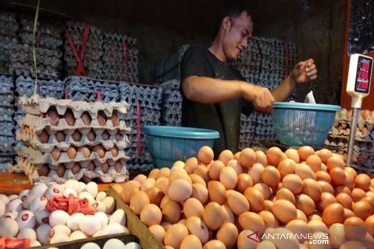 Harga telur ayam naik Rp3 ribu per papan
