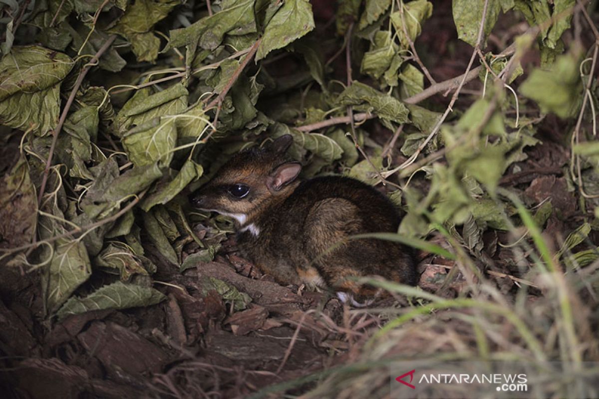 Untuk pertama kalinya, seekor rusa tikus langka lahir di Polandia