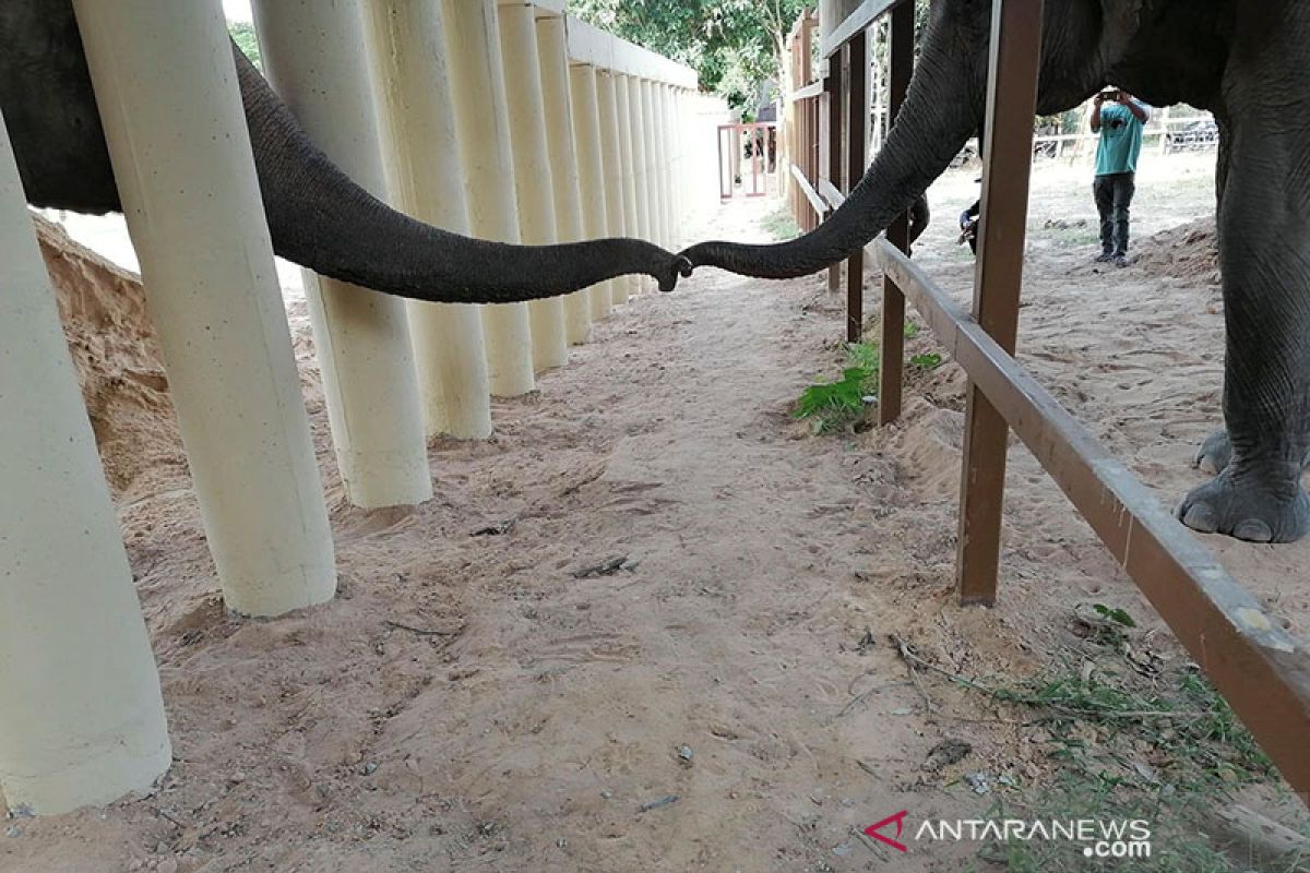 Gajah kesepian dari Pakistan memulai hidup baru di Kamboja