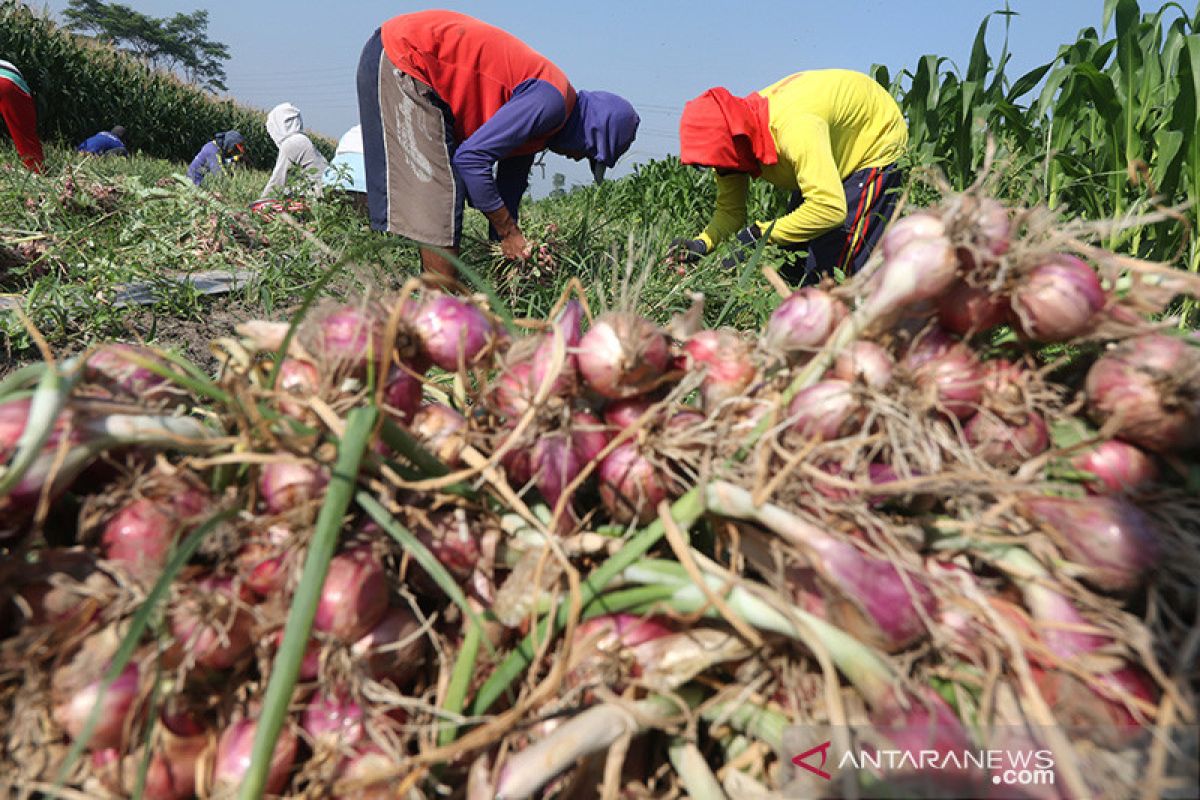 Askrindo beri pelatihan petani bawang di Kediri, bangun ekosistem UMKM