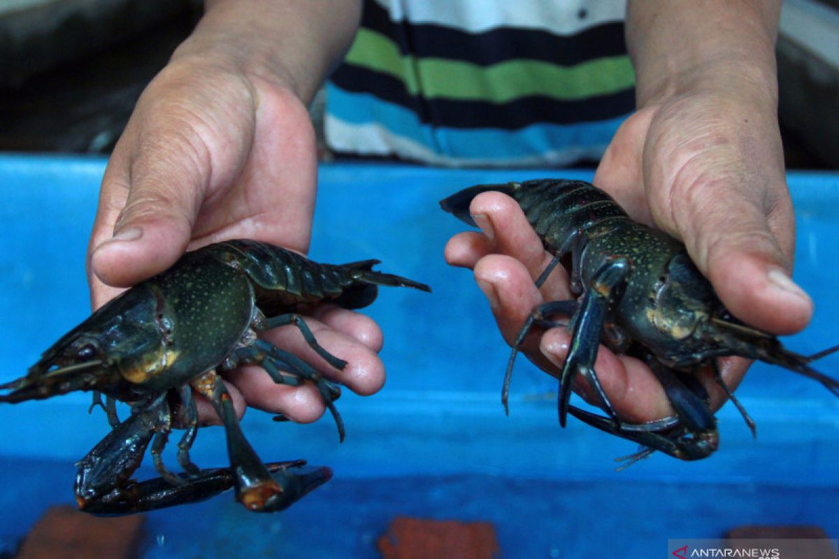 KKP dorong pelaku usaha edukasi masyarakat beli seafood berkelanjutan