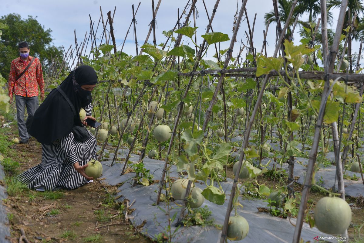 Agrowisata pertanian buah melon