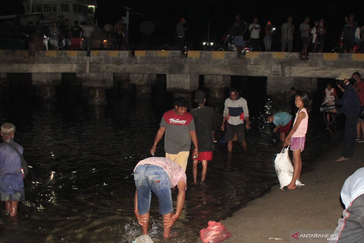 Peristiwa langka ,  ikan hidup naik ke pesisir