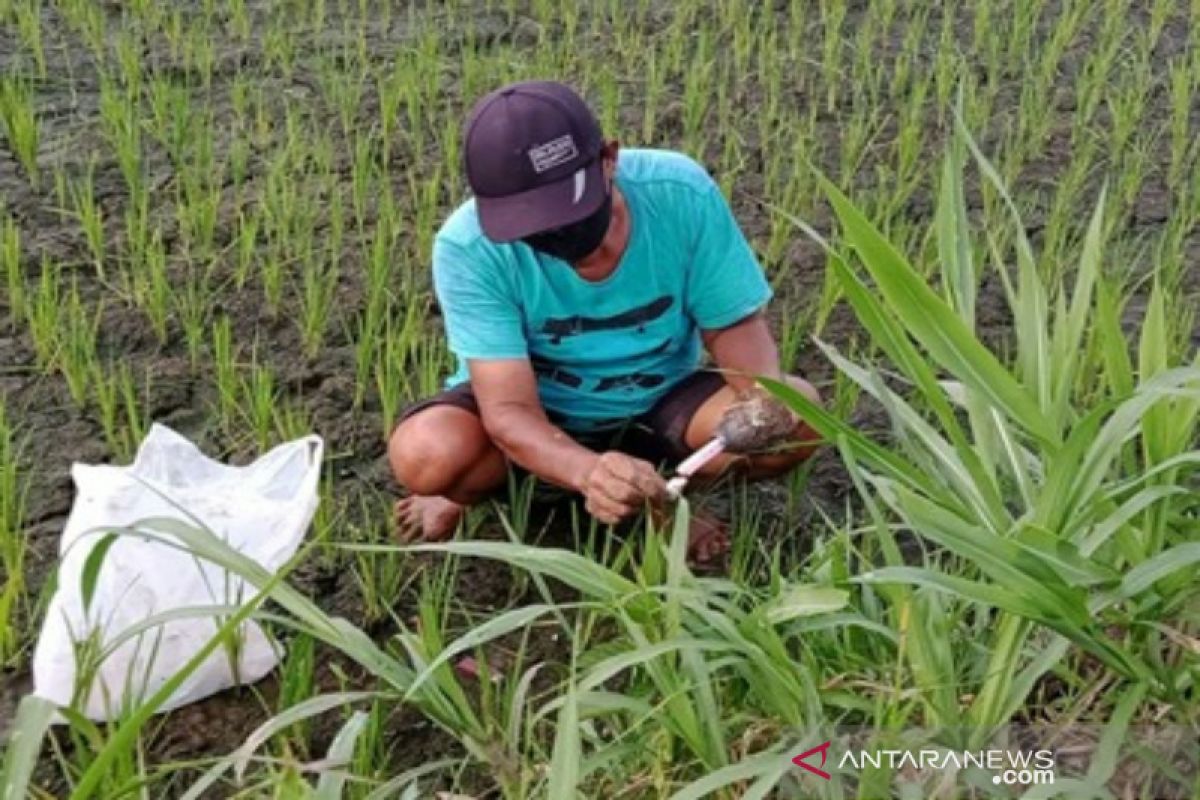 Gunung Kidul merealokasi pupuk bersubsdi antarkecamatan