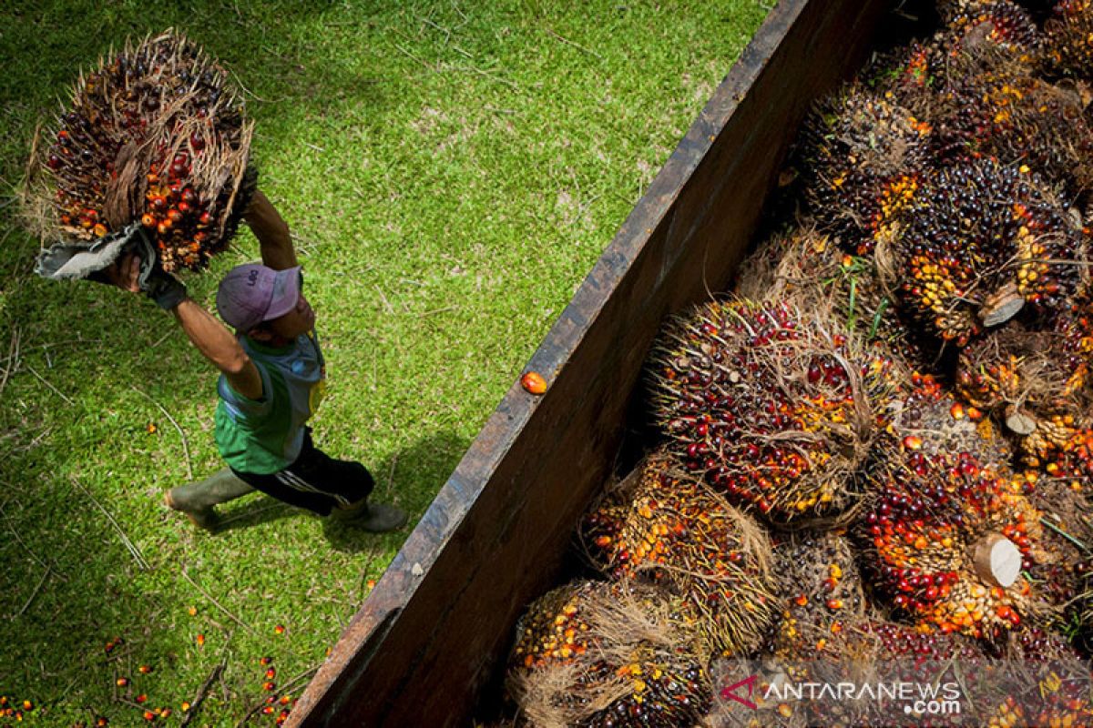 Apkasindo harapkan RPP Cipta Kerja sektor kehutanan tak bebani petani