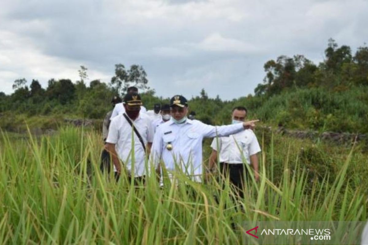 Gubernur Babel tinjau 260 hektare sawah terdampak banjir