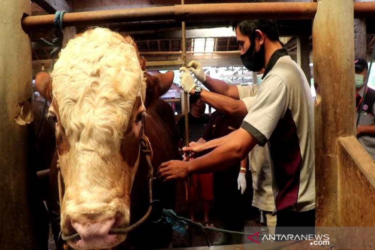 Motivasi peternak, Temanggung gelar kontes sapi