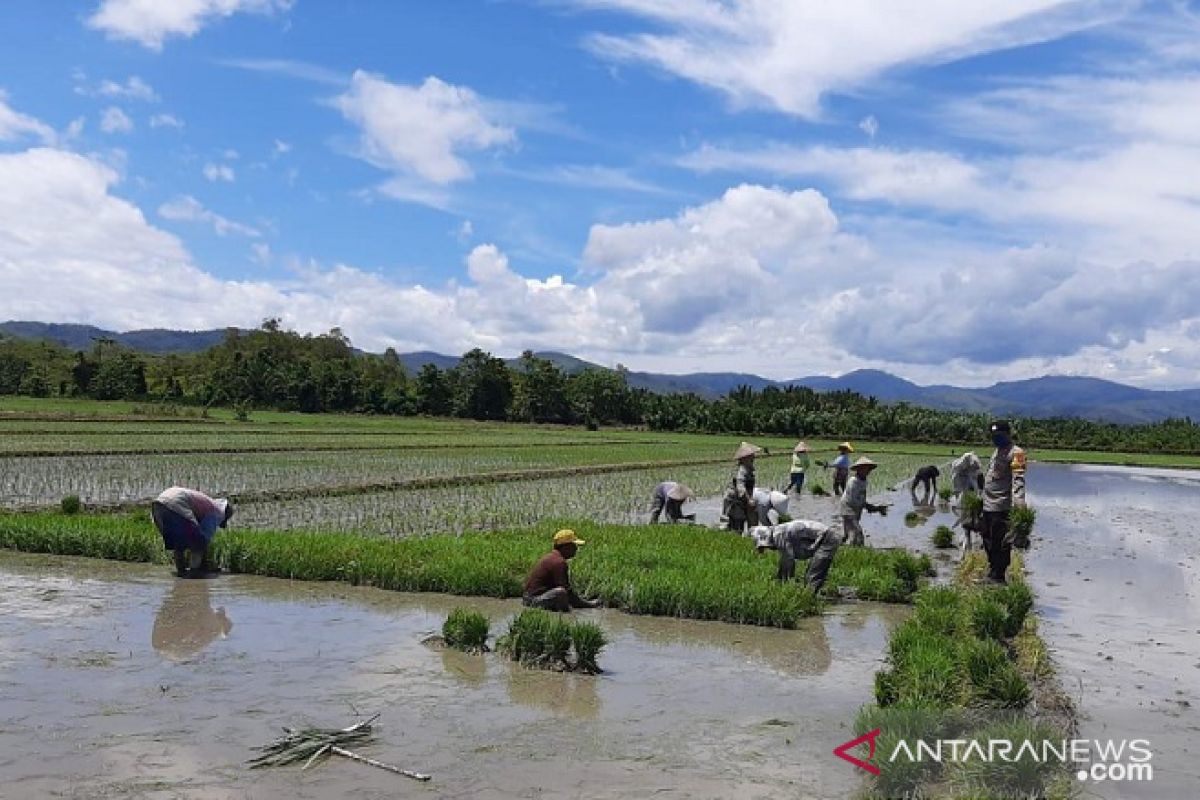 300 hektar sawah di Waekasa Waeapo Buru terendam banjir, perlu diantisipasi