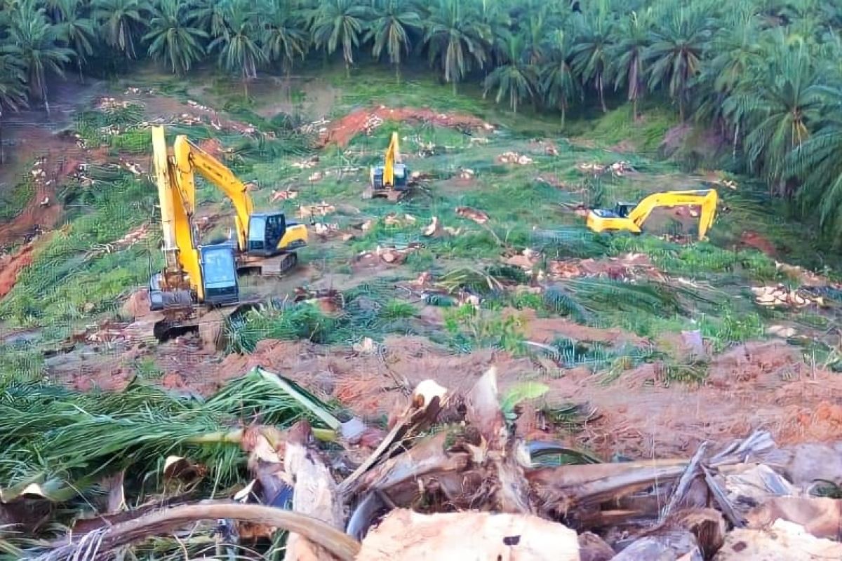 Lahan sawit produksi rendah di Paser akan diganti tanaman jagung