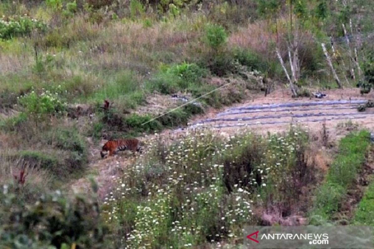 Belum berhasil ditangkap, harimau sumatera masuk ke ladang warga di Solok