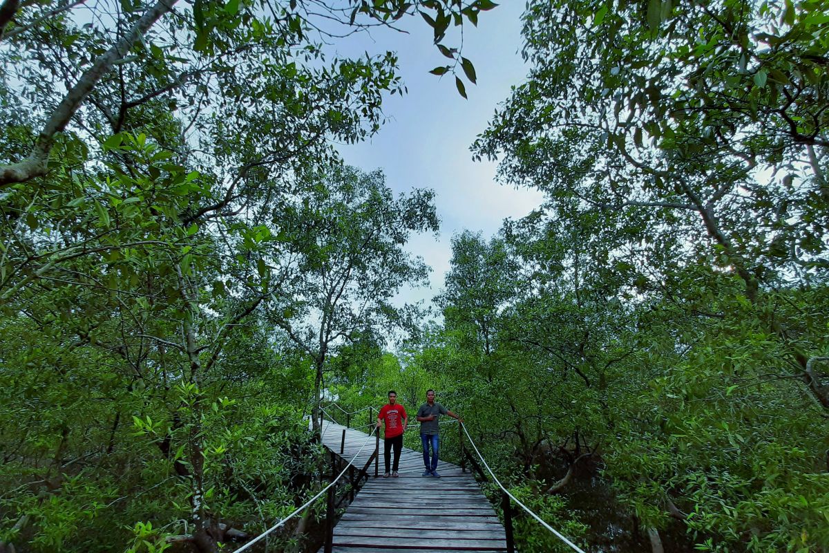 Riau masih jadi prioritas restorasi gambut dan mangrove