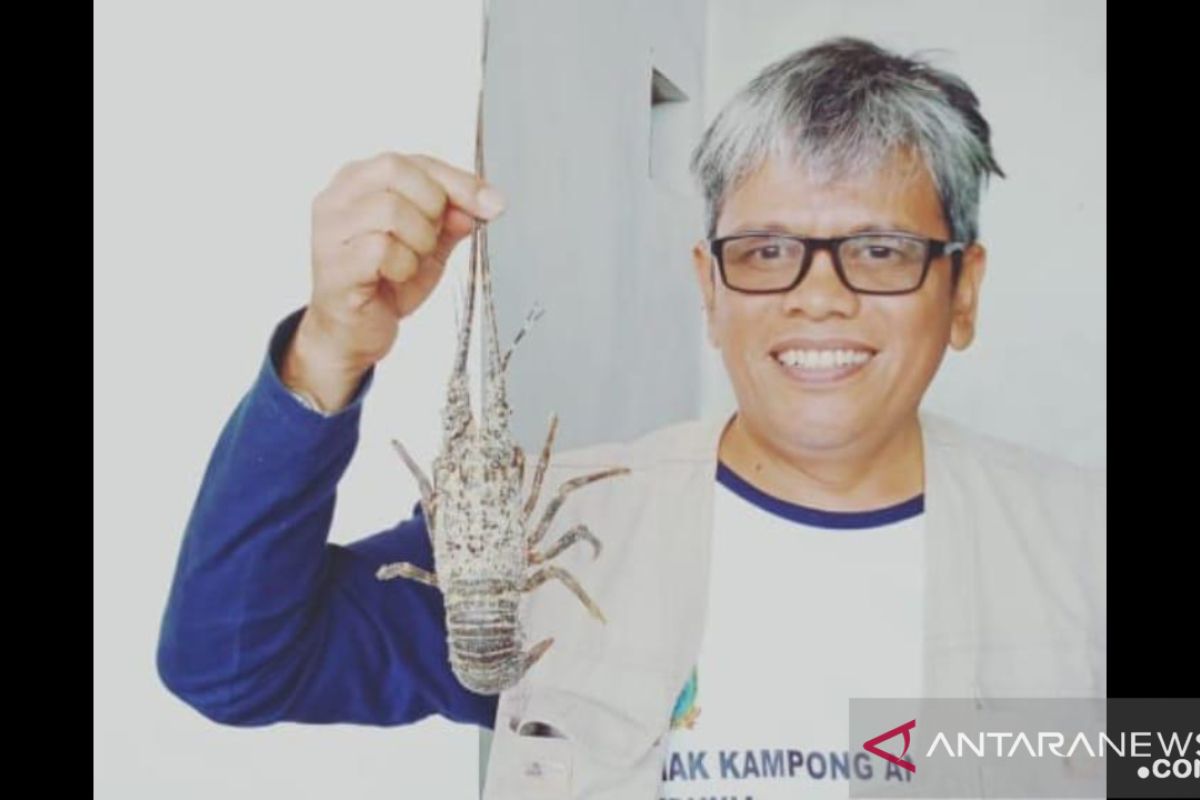 Pakar sarankan dua pendekatan pemanfaatan budidaya lobster