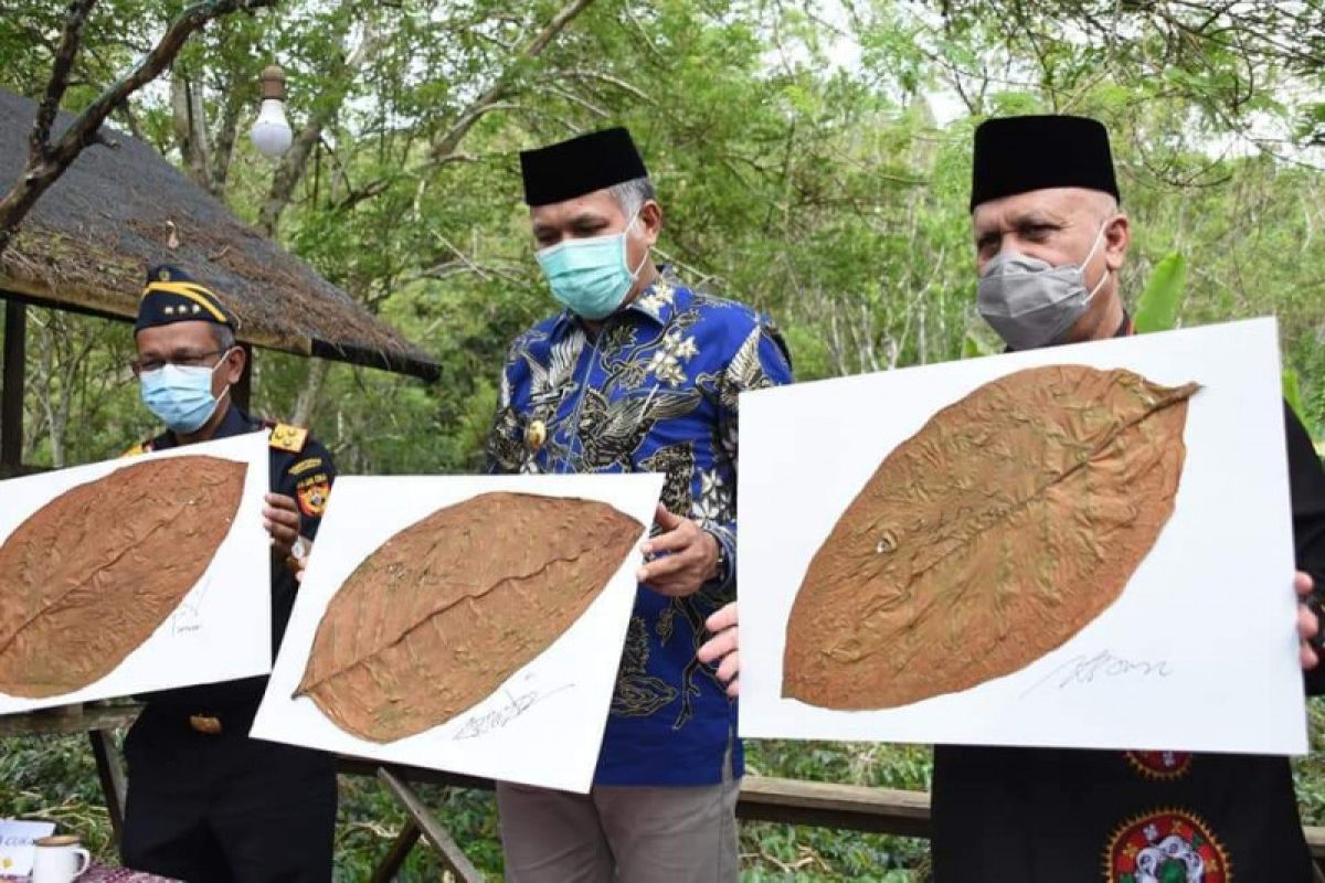 Gubernur Aceh dorong bangkitnya kejayaan tembakau Gayo