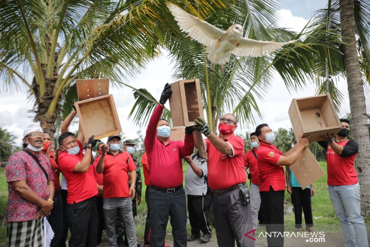 Bupati Gianyar lepasliarkan delapan burung hantu atasi hama tikus