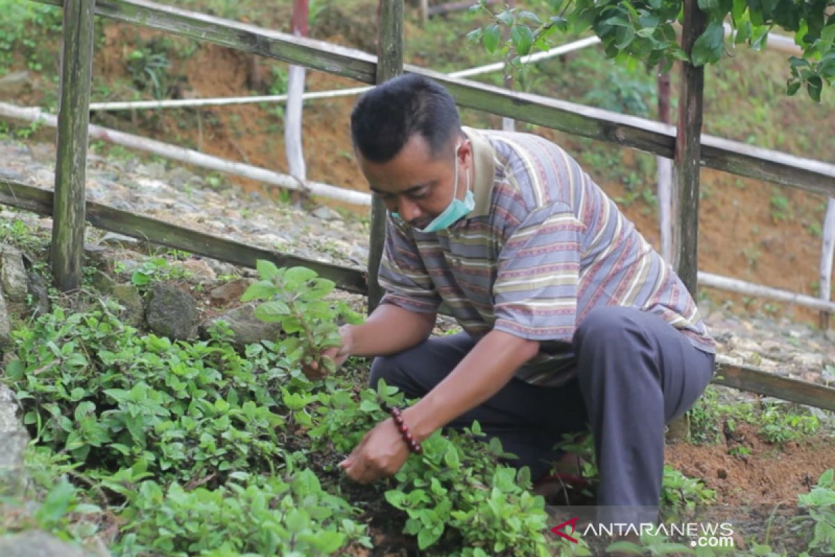 UNS eksplorasi nilai tambah tumbuhan janggelan khas Wonogiri