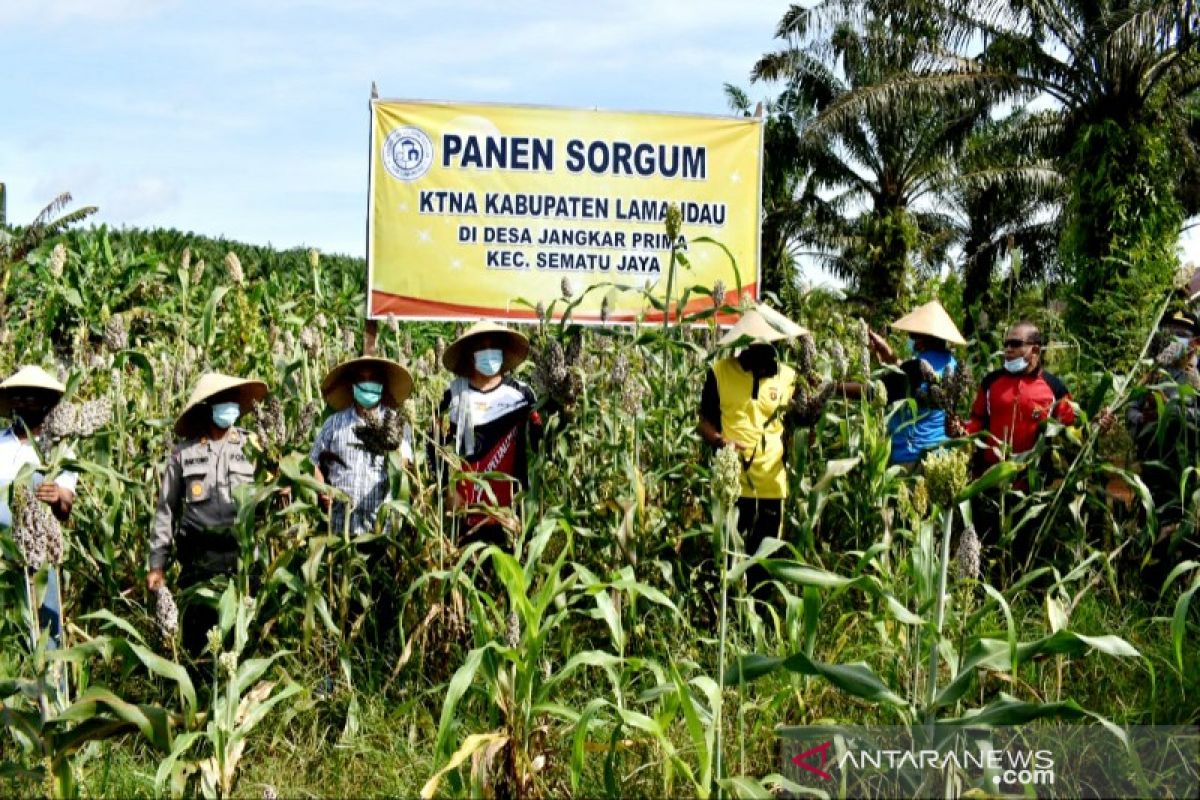 Pemkab Lamandau dukung inovasi pengembangan sorgum