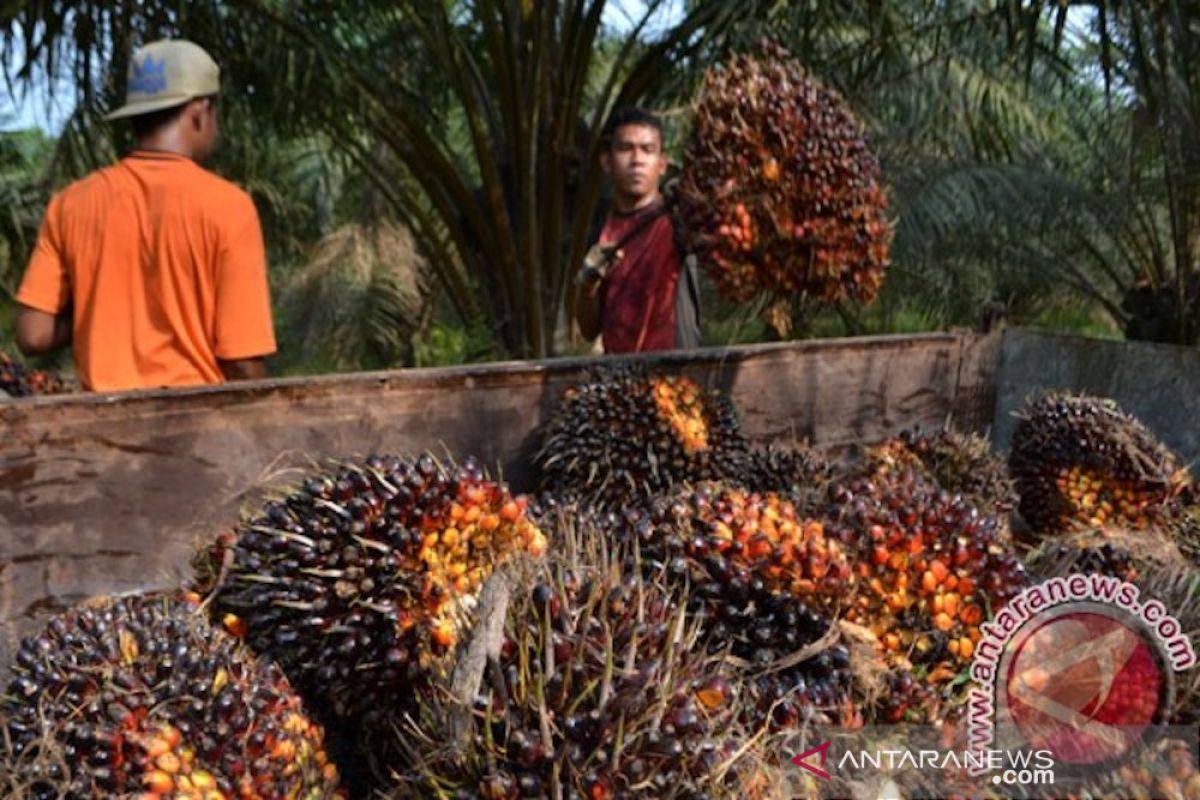 Harga kelapa sawit di Pesisir Selatan membaik sejak April