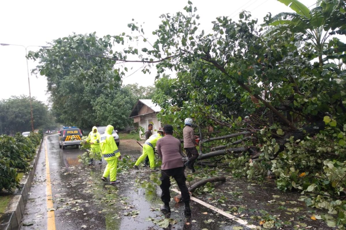 Banjir mengakibatkan pohon tumbang, Satlantas Polres Lhokseumawe atur lalulintas