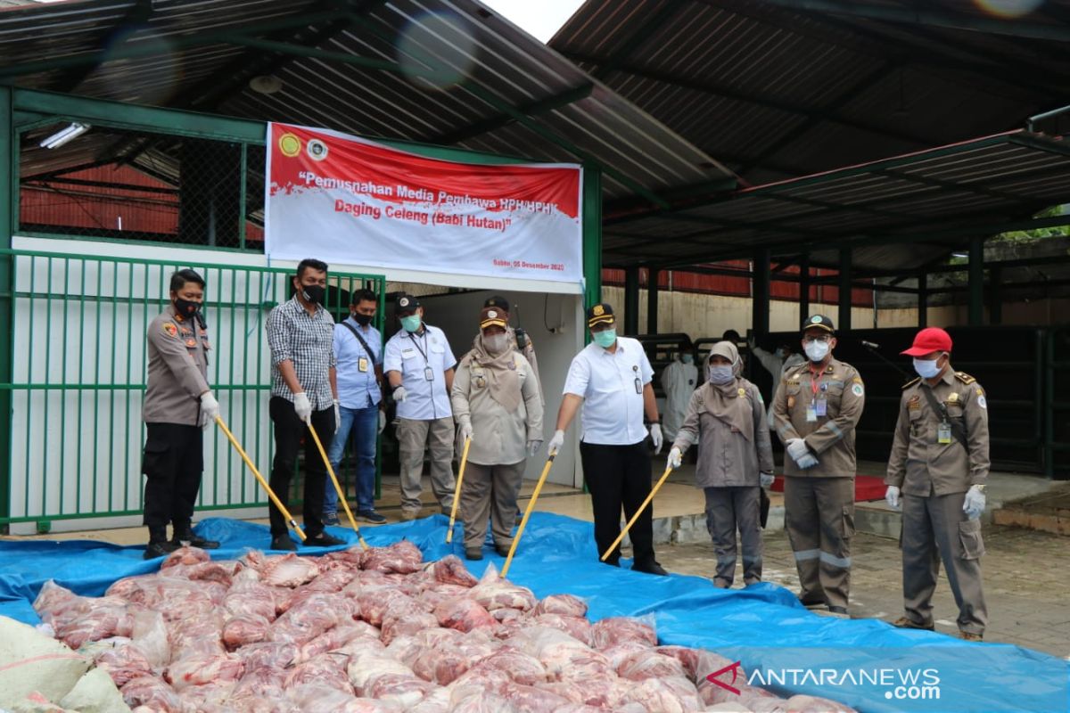 Karantina Pertanian Cilegon musnahkan daging celeng ilegal