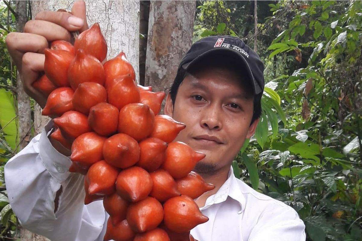 Hanif Wicaksono bangun perpustakaan pohon buah langka Kalimantan