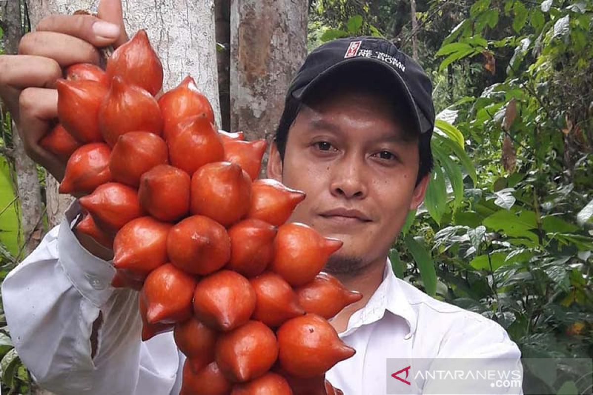 Pegiat lingkungan bangun perpustakaan pohon buah langka