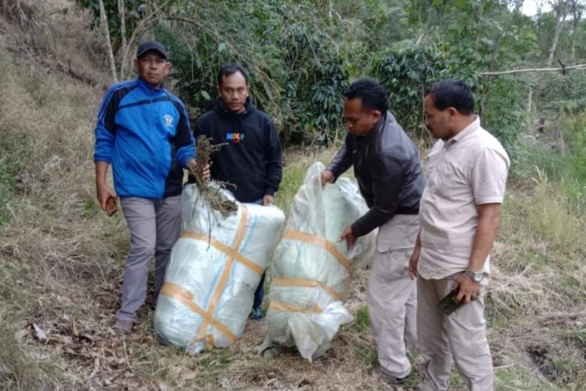 TNI amankan dua karung ganja kering di kebun warga di Aceh Tengah