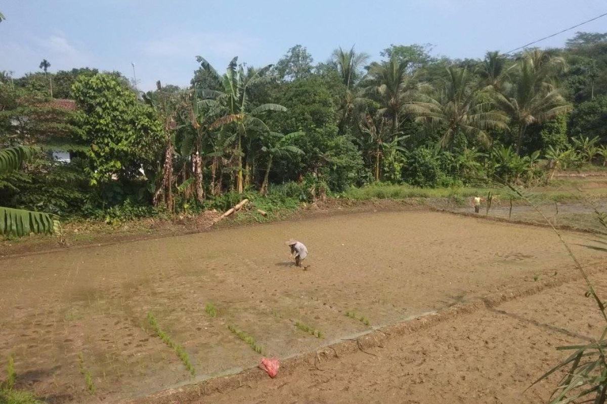 Kebupten Lebak ajukan tambahan kuota pupuk bersubsidi