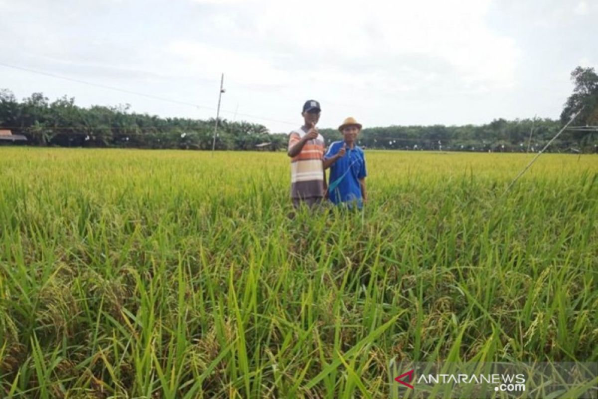 Affordability challenges realization of food resilience in Indonesia