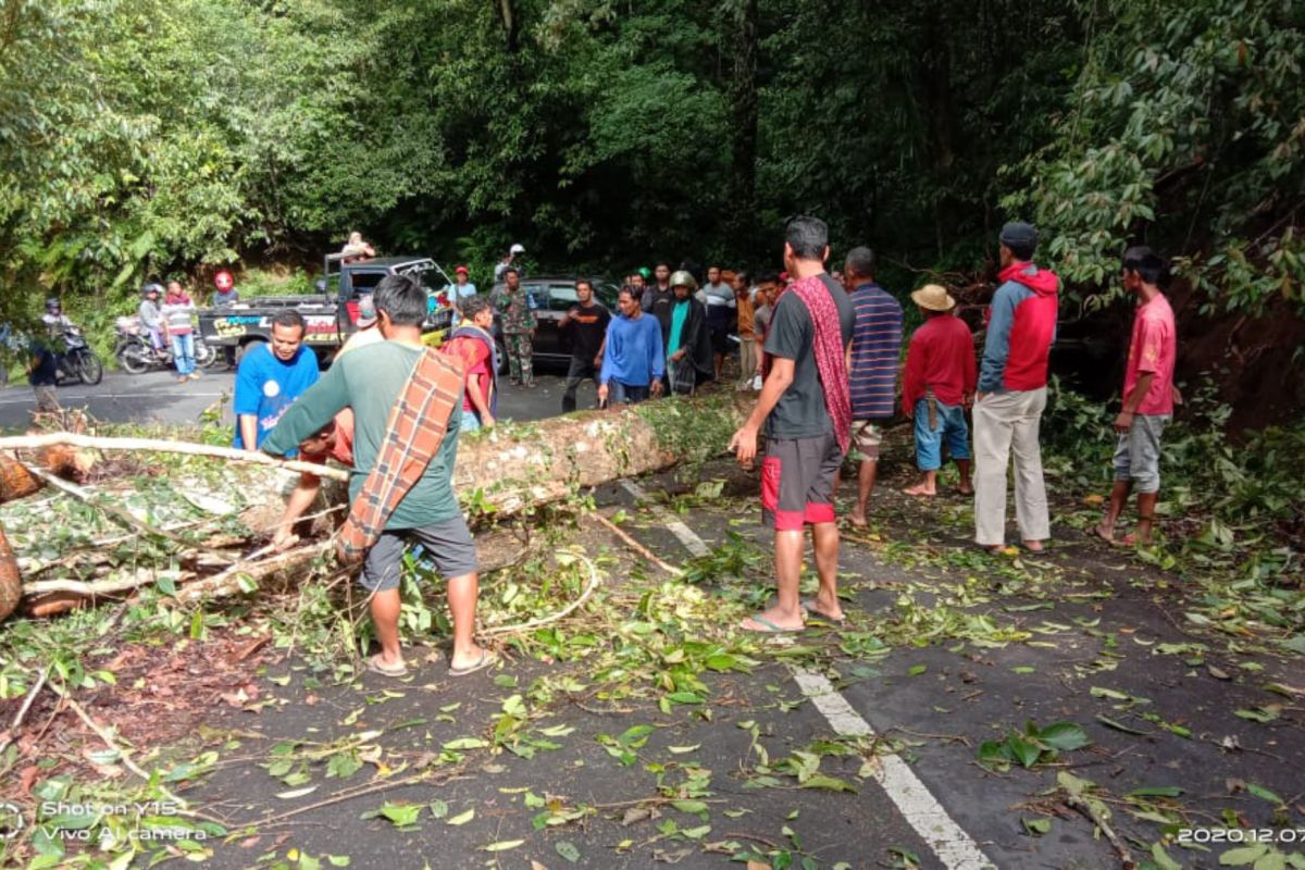 Waspada! pohon tumbang di jalan raya menuju Sembalun (video)
