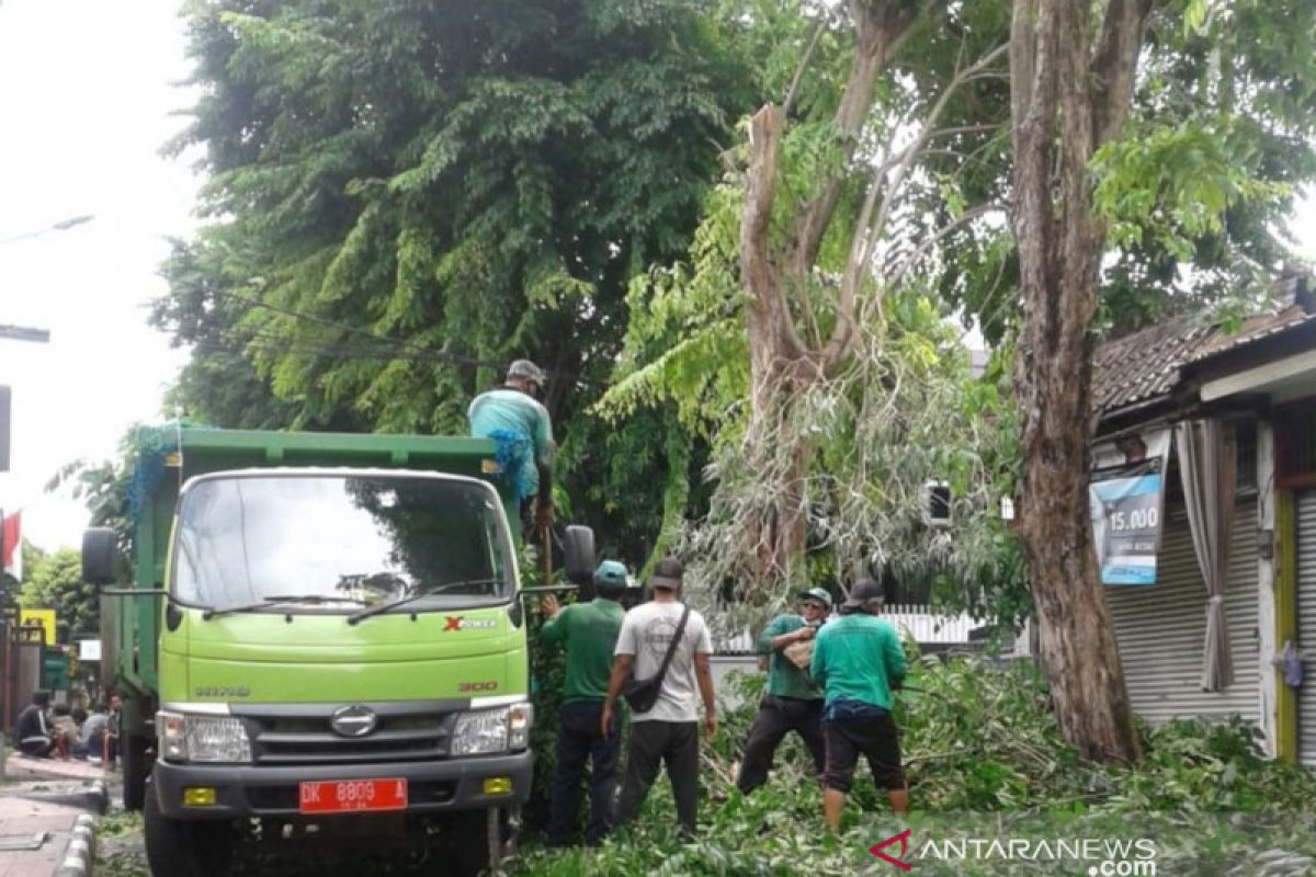 DLHK Denpasar pangkas pohon perindang saat musim hujan