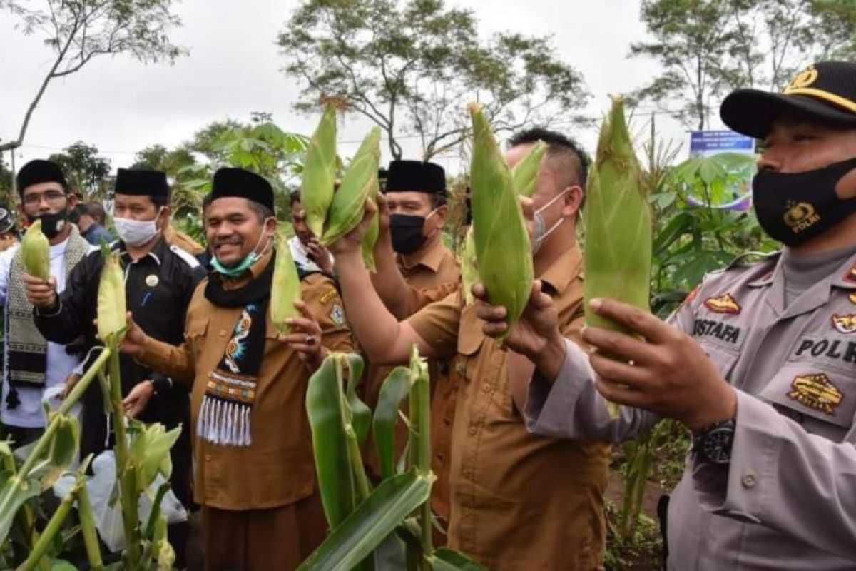 Pemkab Bener Meriah panen jagung program ketahanan pangan