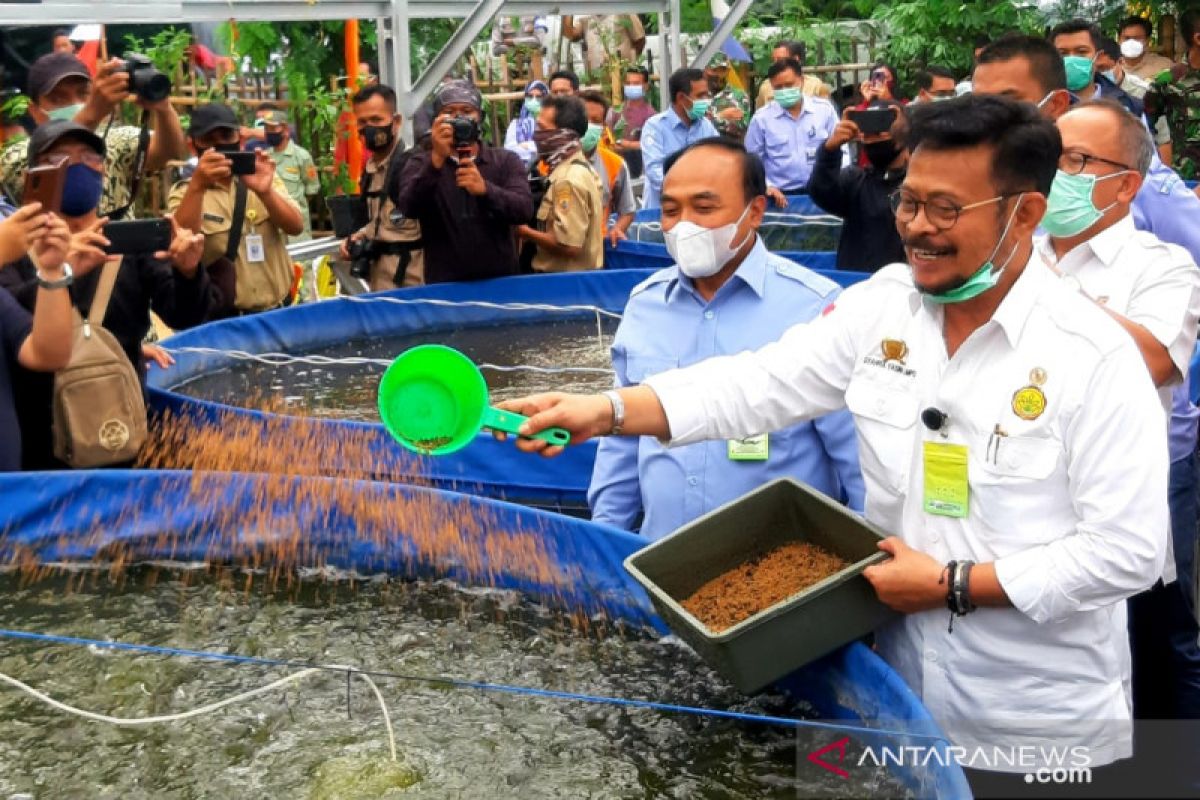 Kunjungi Pemalang, Mentan dorong pertanian integrasi padi-lele