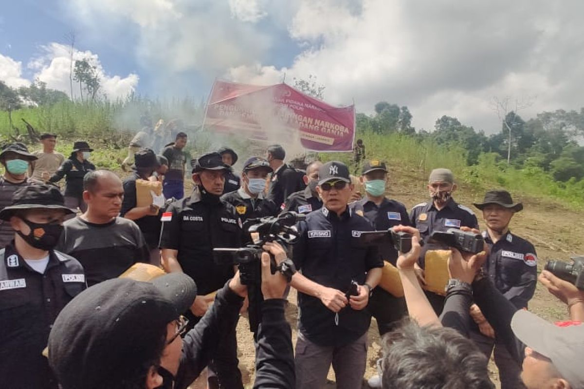 Bareskrim tangkap jaringan pemasok ganja