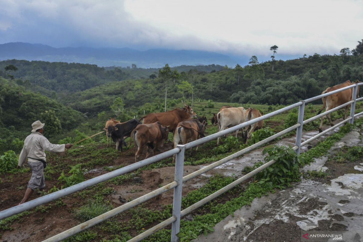 LIPI: Omics dukung peningkatan kualitas dan produksi hewan ternak