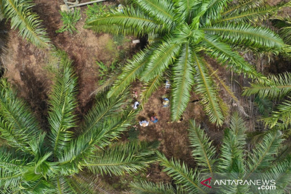 Pekerja perempuan juga berperan di perkebunan sawit