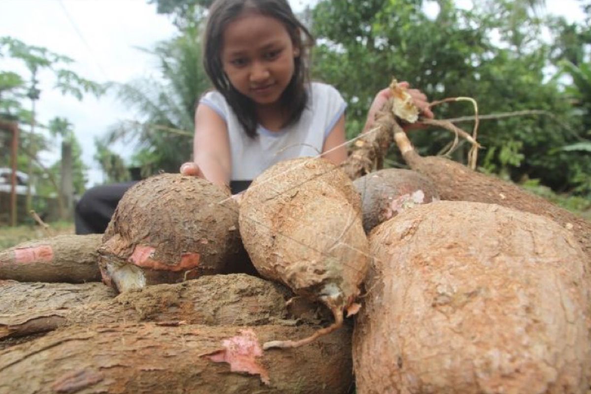 Produksi ubi kayu Aceh Timur capai 2.894 ton