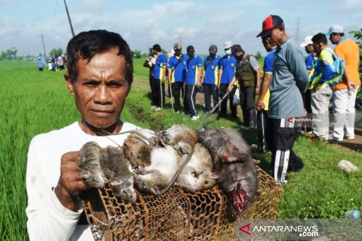 Hama tikus serang tanaman padi di Nagan Raya