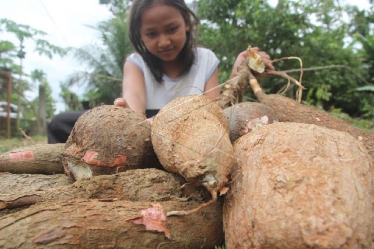 Aceh pilih kembangkan produksi ubi kayu sebagai pangan lokal 2021