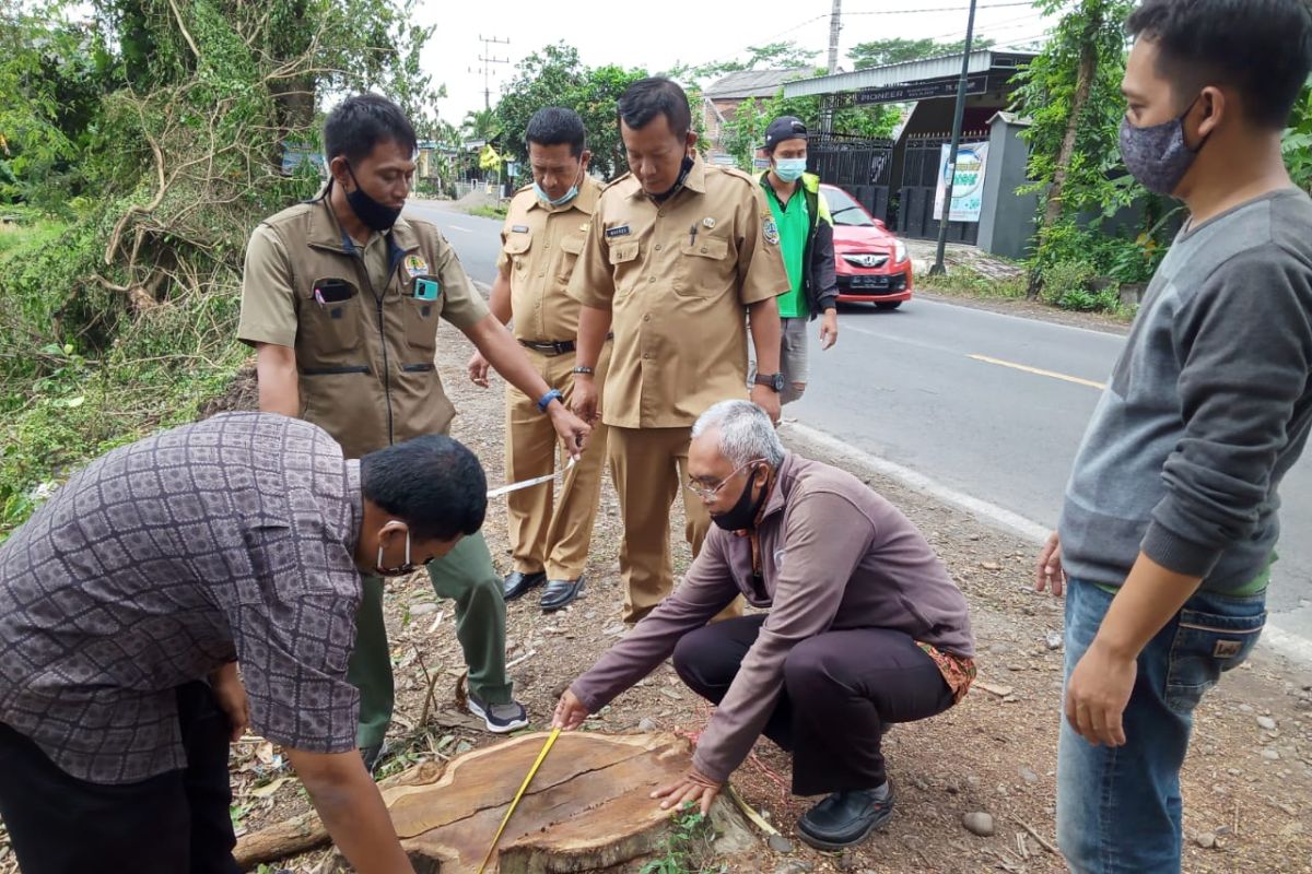 BKSDA selidiki dugaan kasus penebangan sonokeling ilegal di Tulungagung